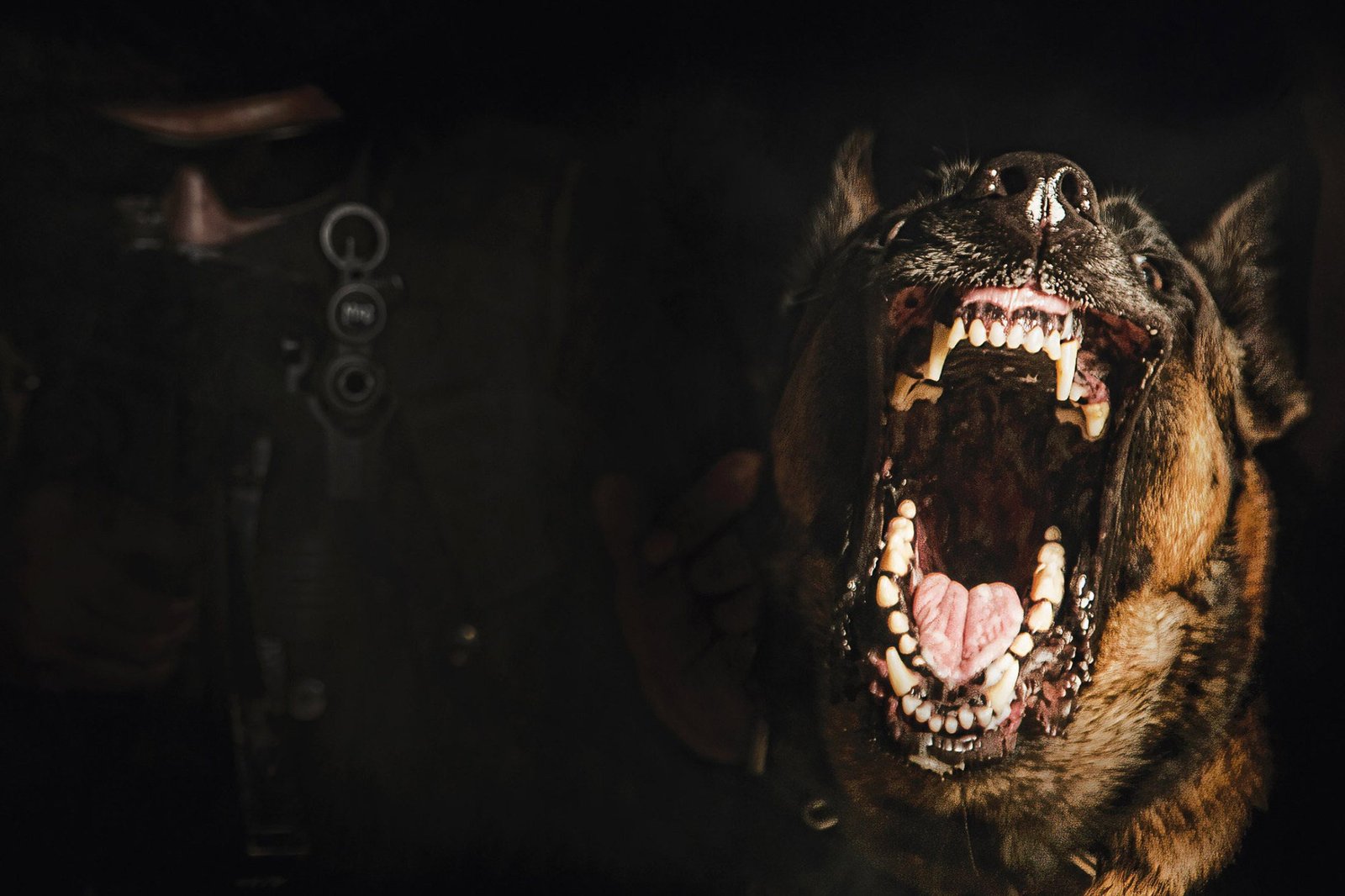A Belgian Malinois dominates the foreground; the NSG team remains in the shadows behind. Conceived from inside a dark room.